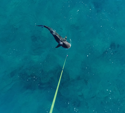 Drones for Finding Sharks